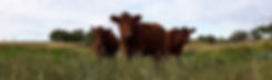 Alberta Grass Finished Beef