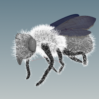 bee.png