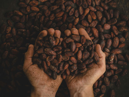 Got An Appetite for Cocoa?