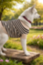 Küçük resim: %100 Pamuk Triko Kedi & Köpek Kıyafeti Çizgili 2XL Beden  - Bej - Siyah
