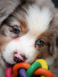 8ème semaine (23).JPG