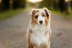 Vanity Fairy du Clos de BelAra