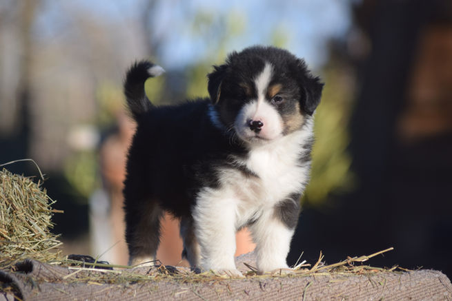 6ème semaine (6).JPG