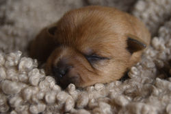 DSC_0267 - Copie (2)