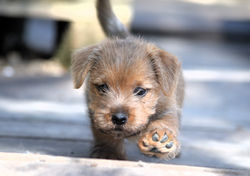 DSC_1061 - Copie (3)