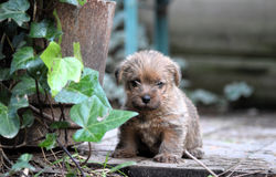 DSC_0937 - Copie (3) - Copie