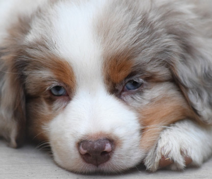 8ème semaine (3).JPG