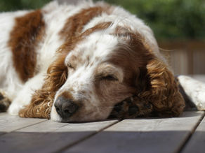 Understanding Canine Psychology as a Dog Professional
