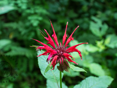 Monthly Favourites | May 2015