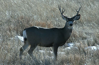 mule-deer-3709607_1920.jpg