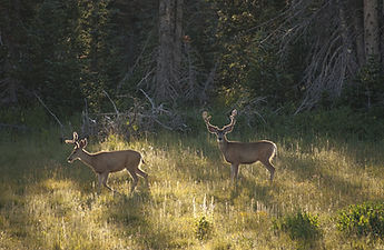 mule-deer