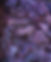 PurpleSeaMoss