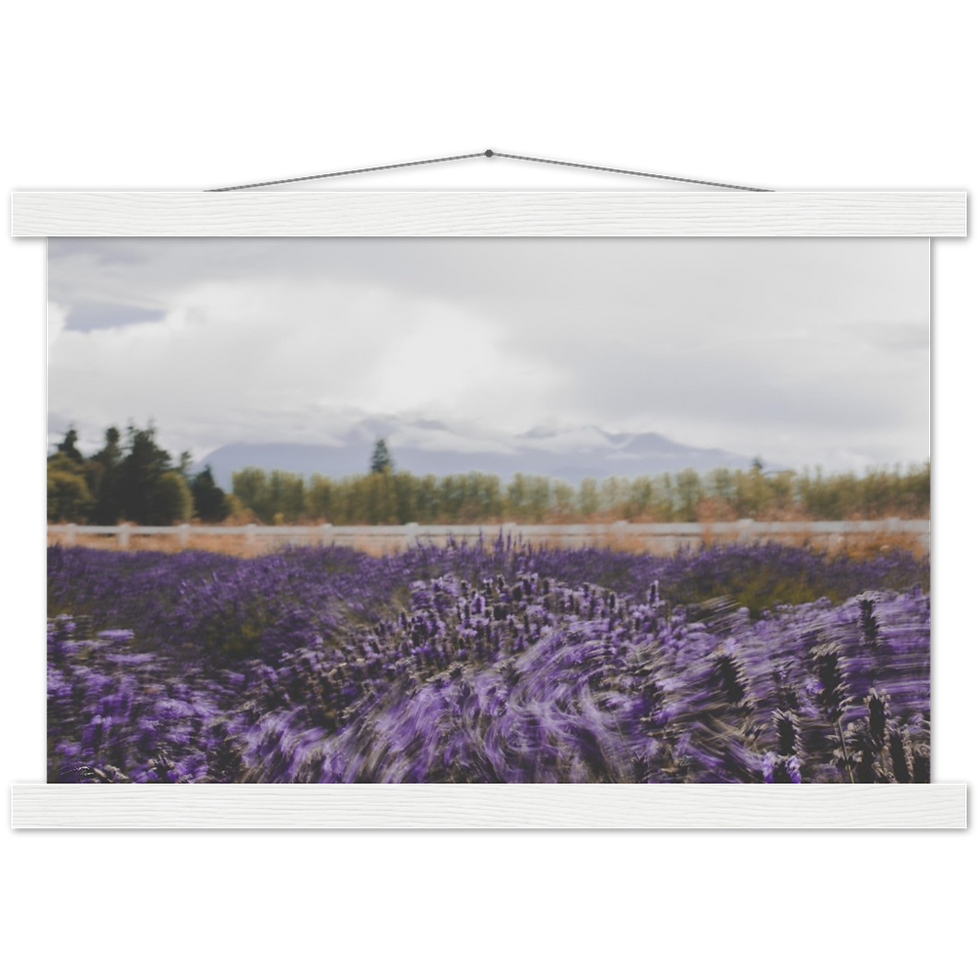 Thumbnail: Washington Lavender Farm - Premium Matte Paper Poster & Hanger