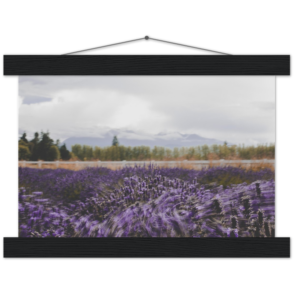 Thumbnail: Washington Lavender Farm - Premium Matte Paper Poster & Hanger