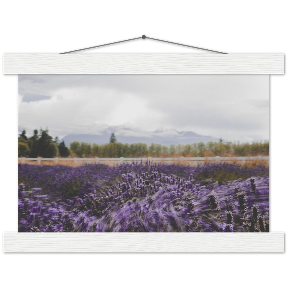 Thumbnail: Washington Lavender Farm - Premium Matte Paper Poster & Hanger