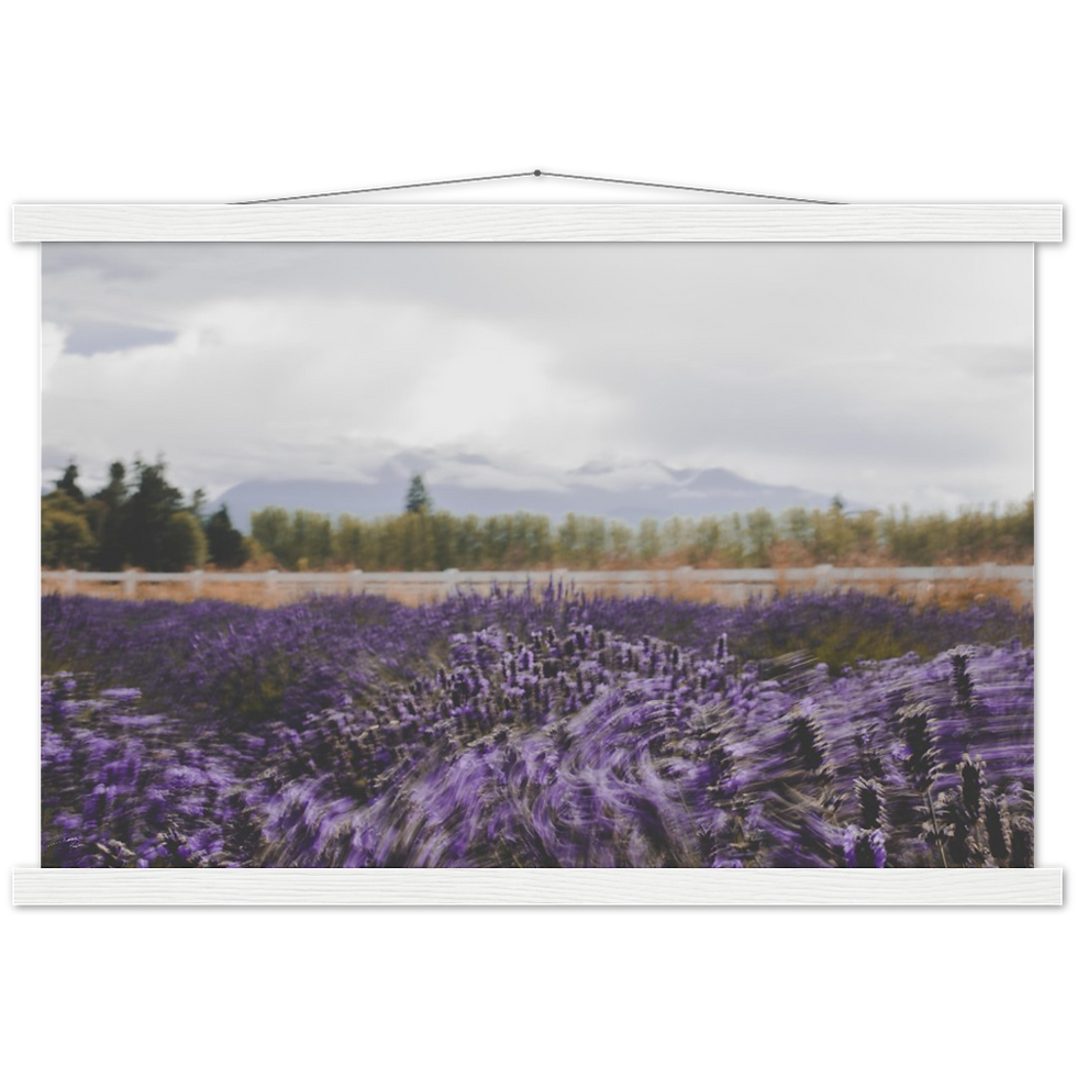 Thumbnail: Washington Lavender Farm - Premium Matte Paper Poster & Hanger