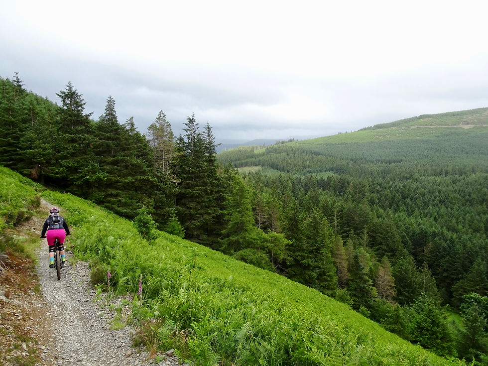 Whinlatter, Lake District (ENG)