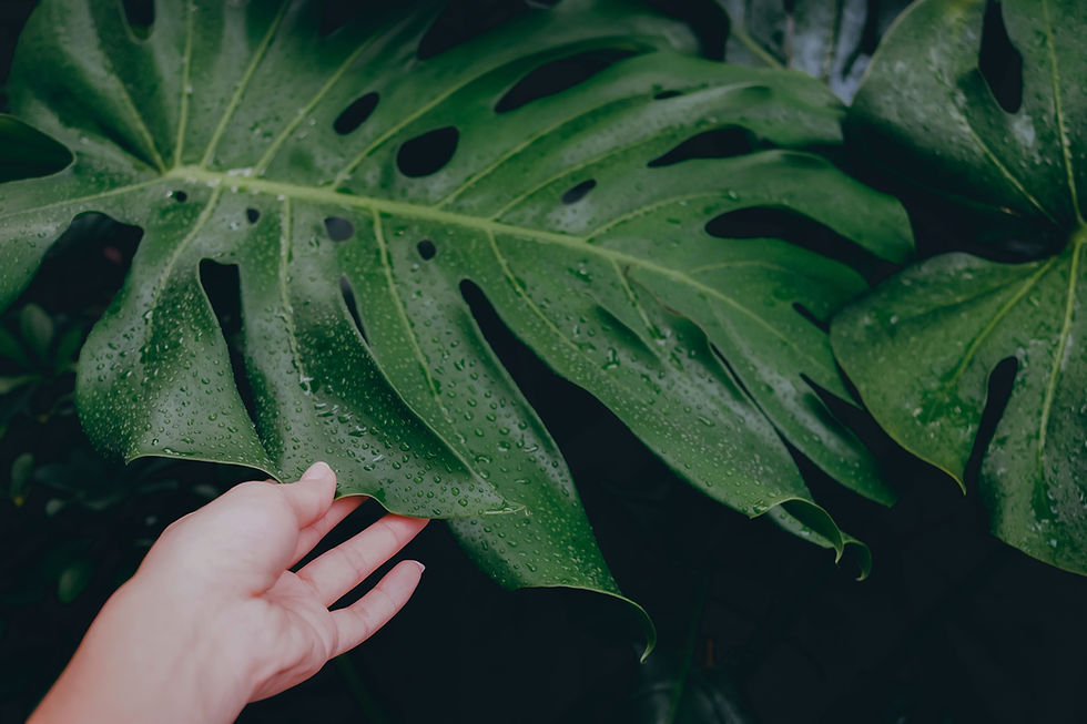 V_Leaf_Email_369592811.jpg
