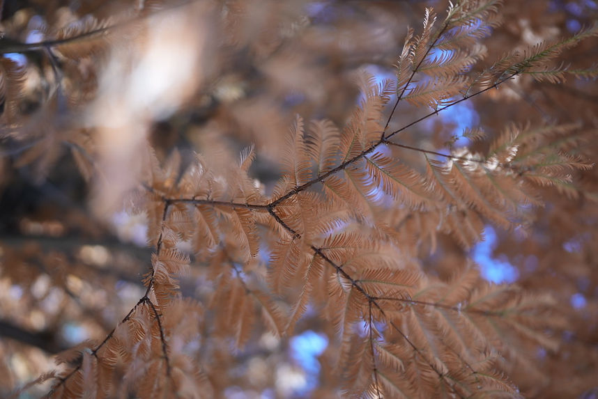 931148B6-BEC3-418B-A6C5-0F73A6E365F8_1_105_c.jpeg