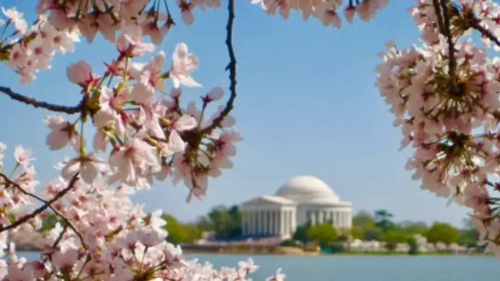 Cherry blossoms frame the Jefferson Memorial across a blue river. The sky is clear, creating a peaceful and serene atmosphere.