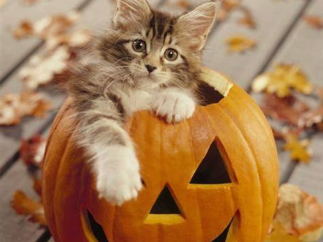 Weekend Market Picks October 14 & 15, 2017: Autumn Is Here