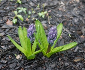 hyacinths