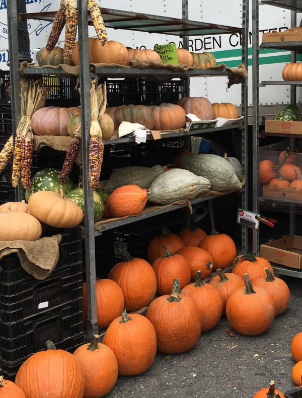 Pumpkins, Squashes and Gourds - Oh My!