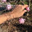 Miniature : Mandala quartz rose - Anahata -