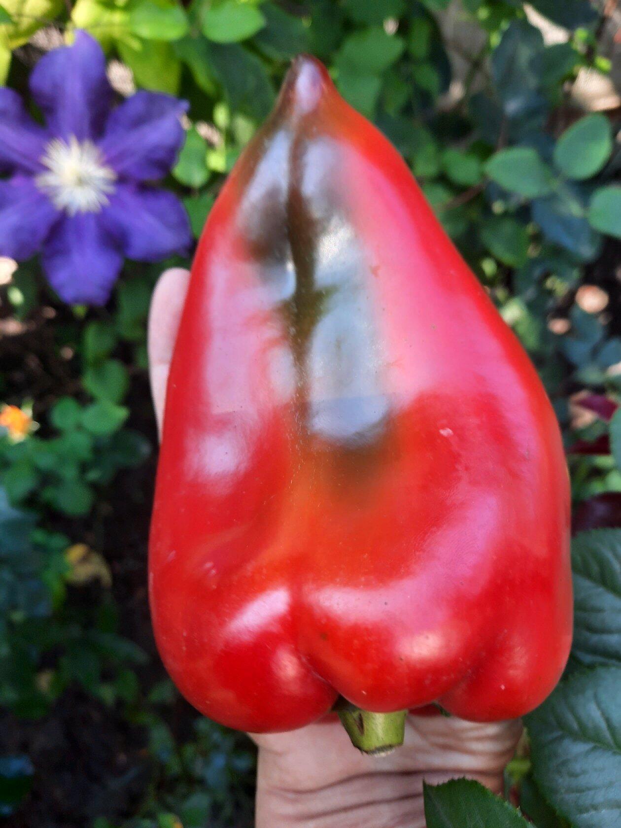 Купить Семена Перца Любовь Ф1