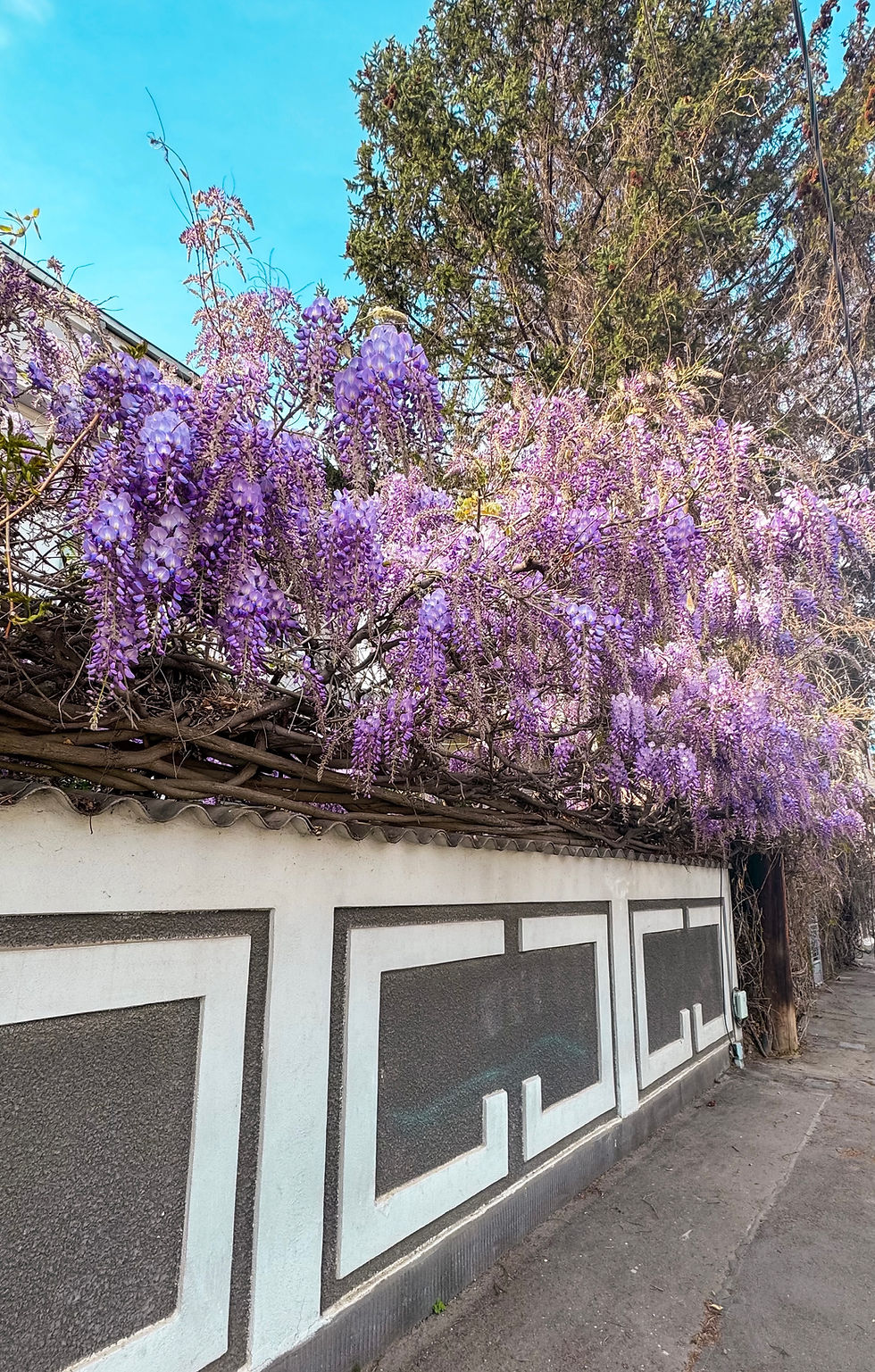 WISTERIA ON THE STREETS OF BUCHAREST, ROMANIA