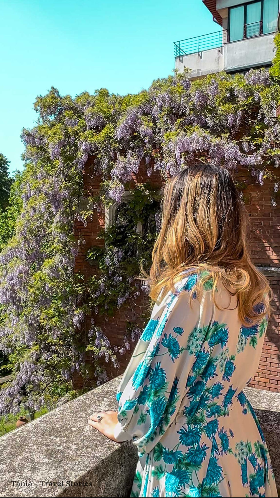WISTERIA ON THE STREETS OF BUCHAREST, ROMANIA