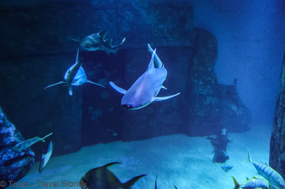 Sea Life London - sharks in the tank - a place to see in London