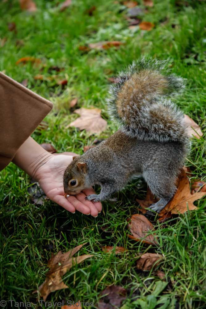 Feeding the squirrels in Hyde Park - London