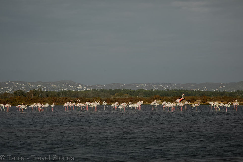 Flamingos in Faro, Algarve, Portugal