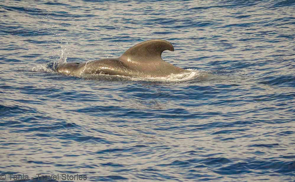 plimbare cu barca in tenerife pentru a vedea balene si delfini