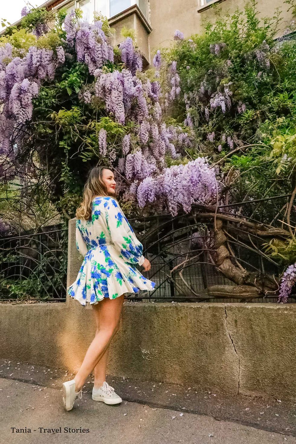 WISTERIA ON THE STREETS OF BUCHAREST, ROMANIA