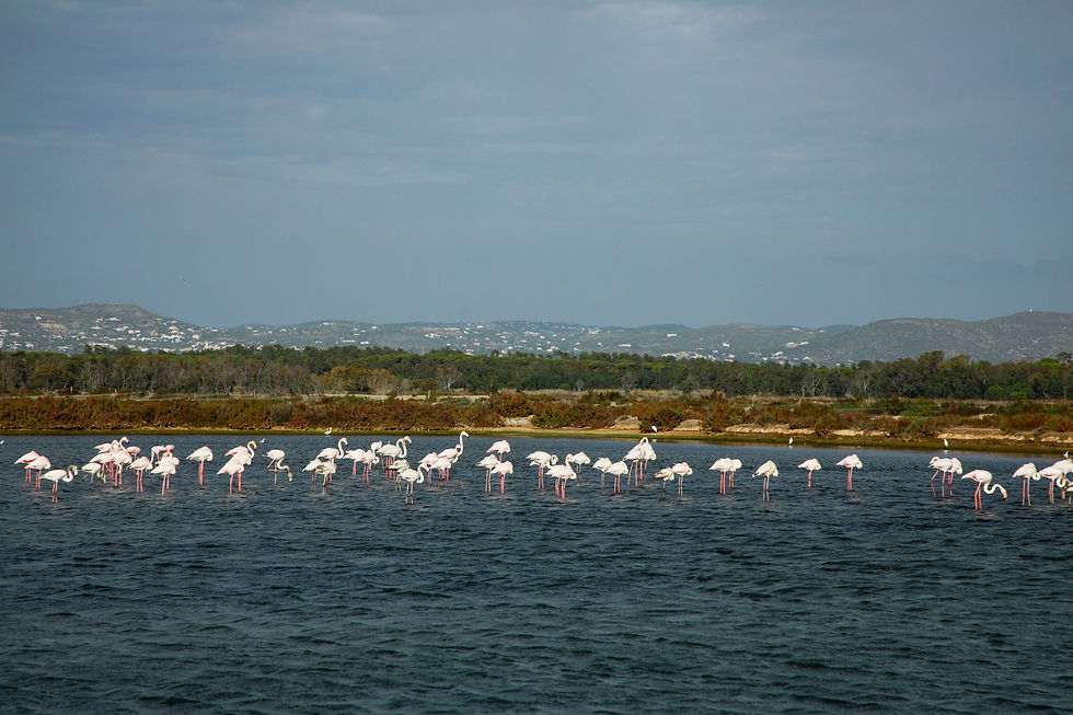 flamingo at ria formosa algarve portugal