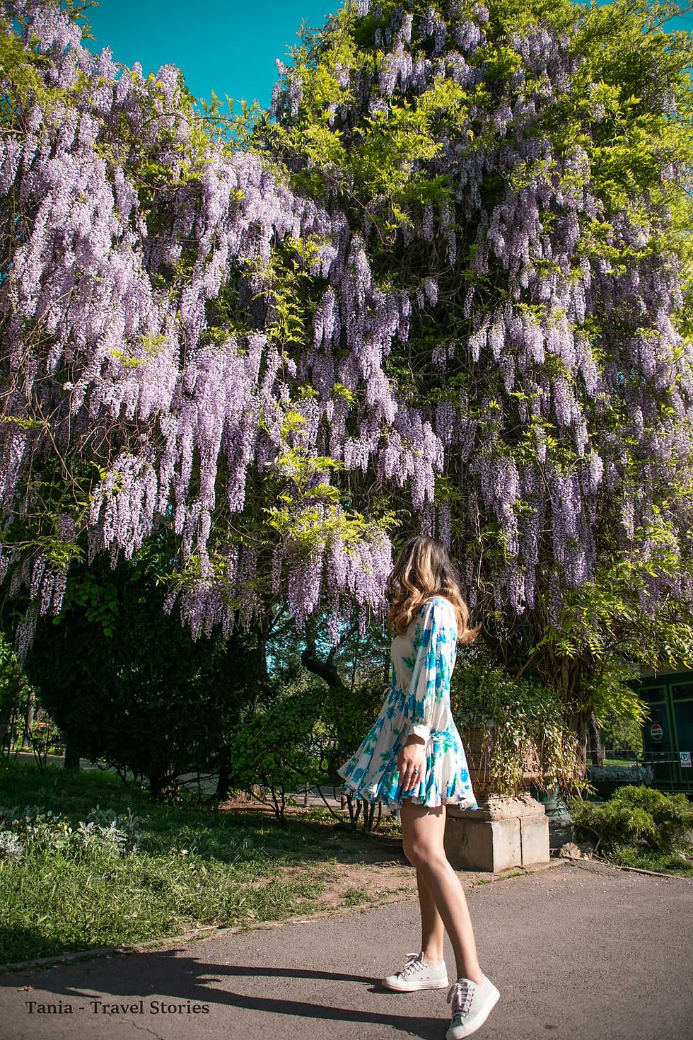 WISTERIA ON THE STREETS OF BUCHAREST, ROMANIA