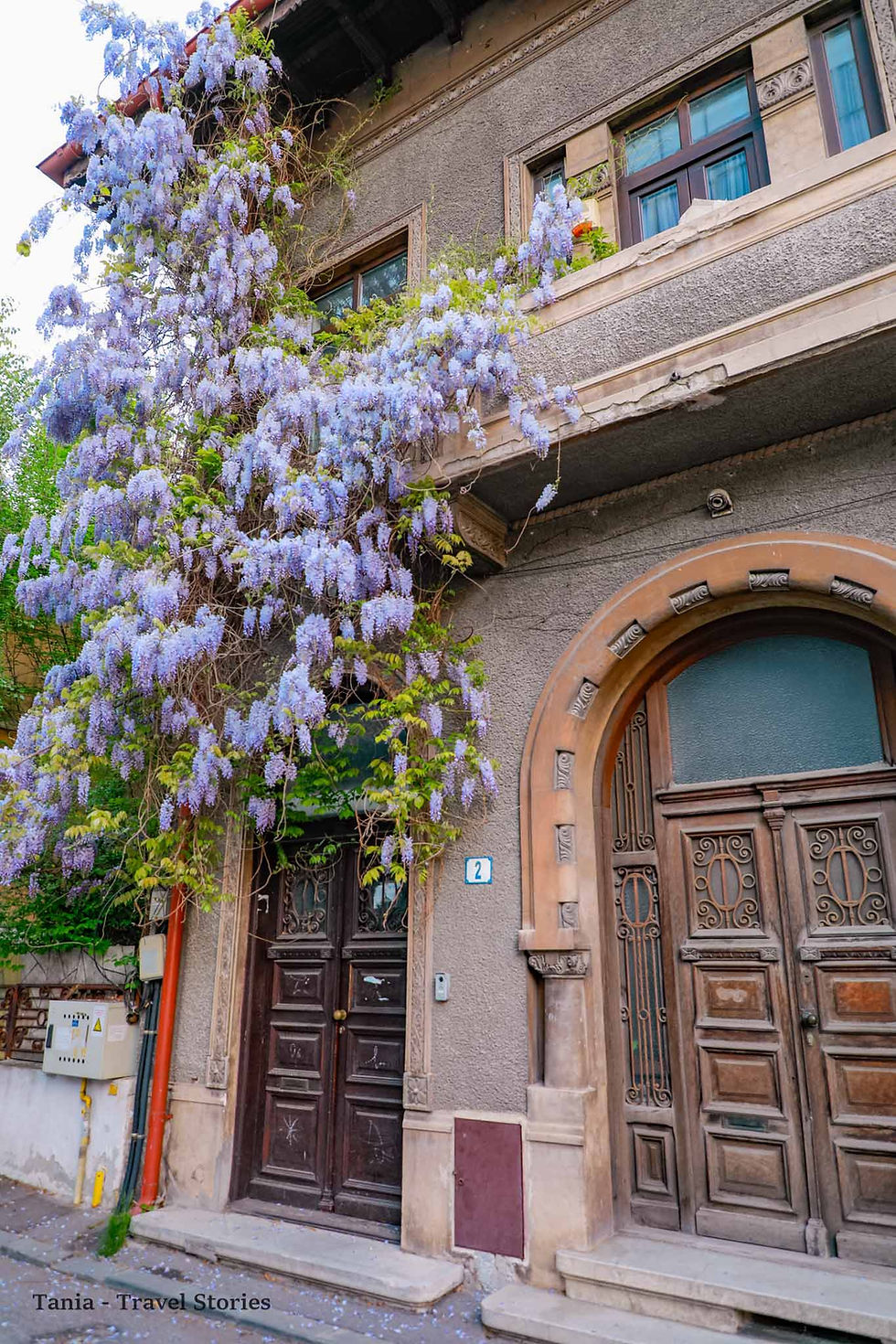 WISTERIA ON THE STREETS OF BUCHAREST, ROMANIA