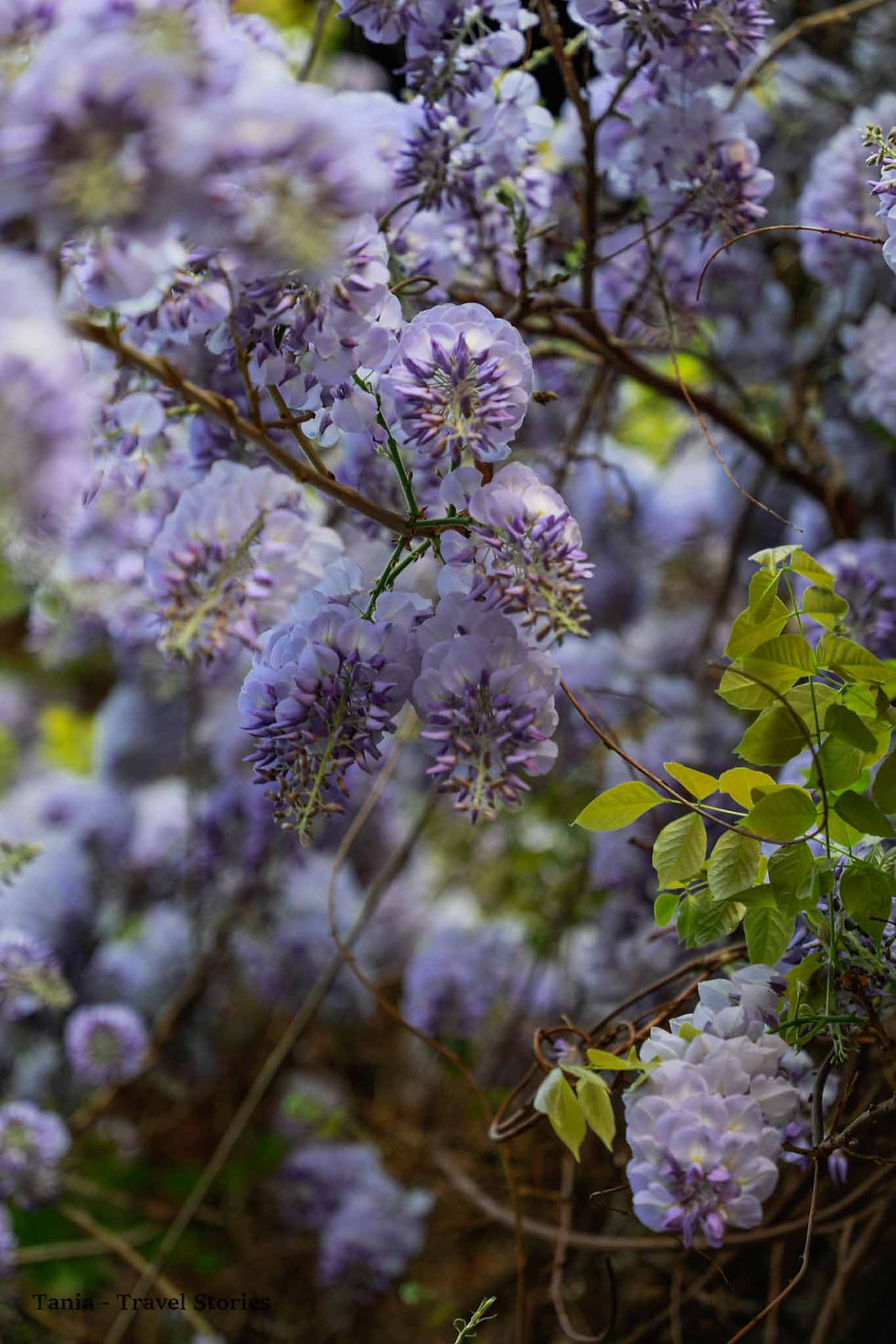 WISTERIA ON THE STREETS OF BUCHAREST, ROMANIA