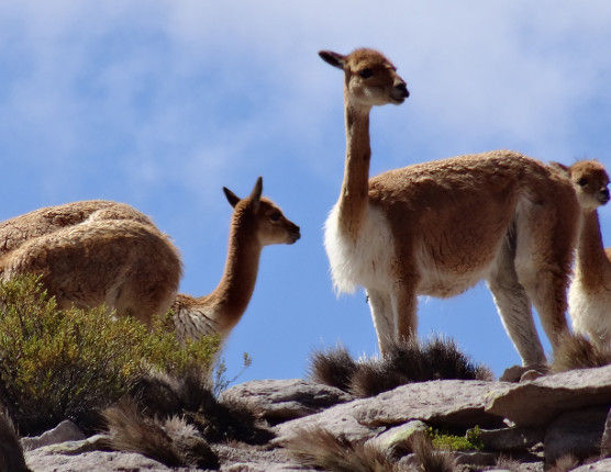 Voyage Bolivie