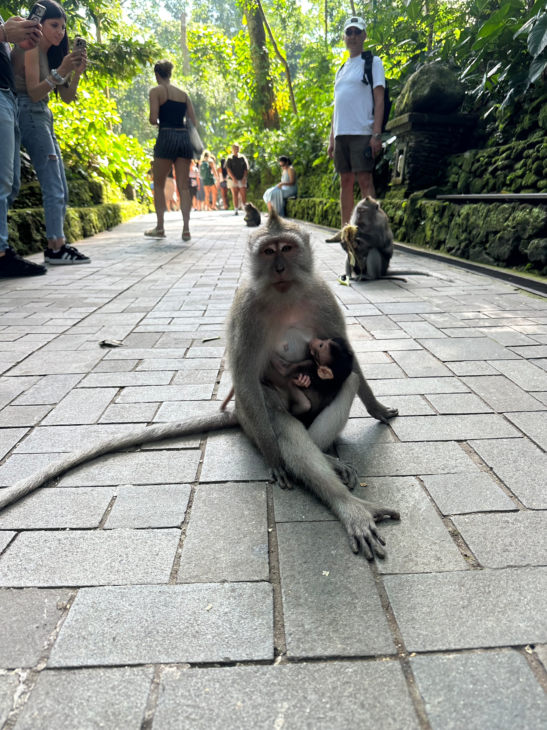 Mother monkey and her child feeding