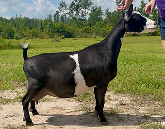 Nigerian Dwarf Dairy Goat Total Performer