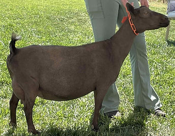 Nigerian Dwarf Dairy Goat Total Performer