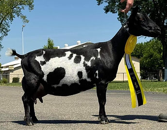 Nigerian Dwarf Dairy Goat Total Performer