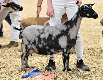 Nigerian Dwarf Dairy Goat Total Performer