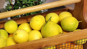 Citrus Trees' Harvest Makes Them Worth Growing in State