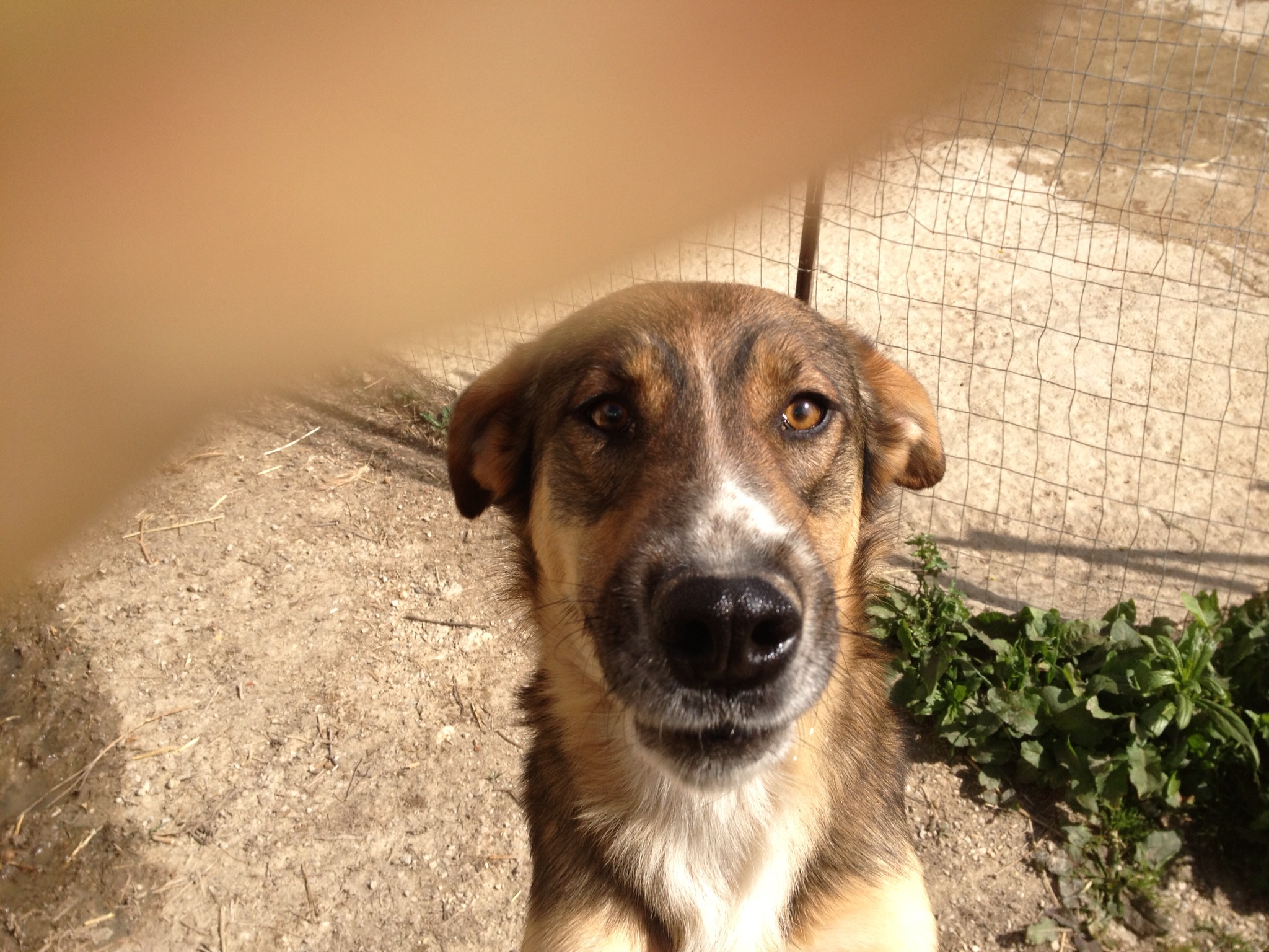 dog rescue centre UK