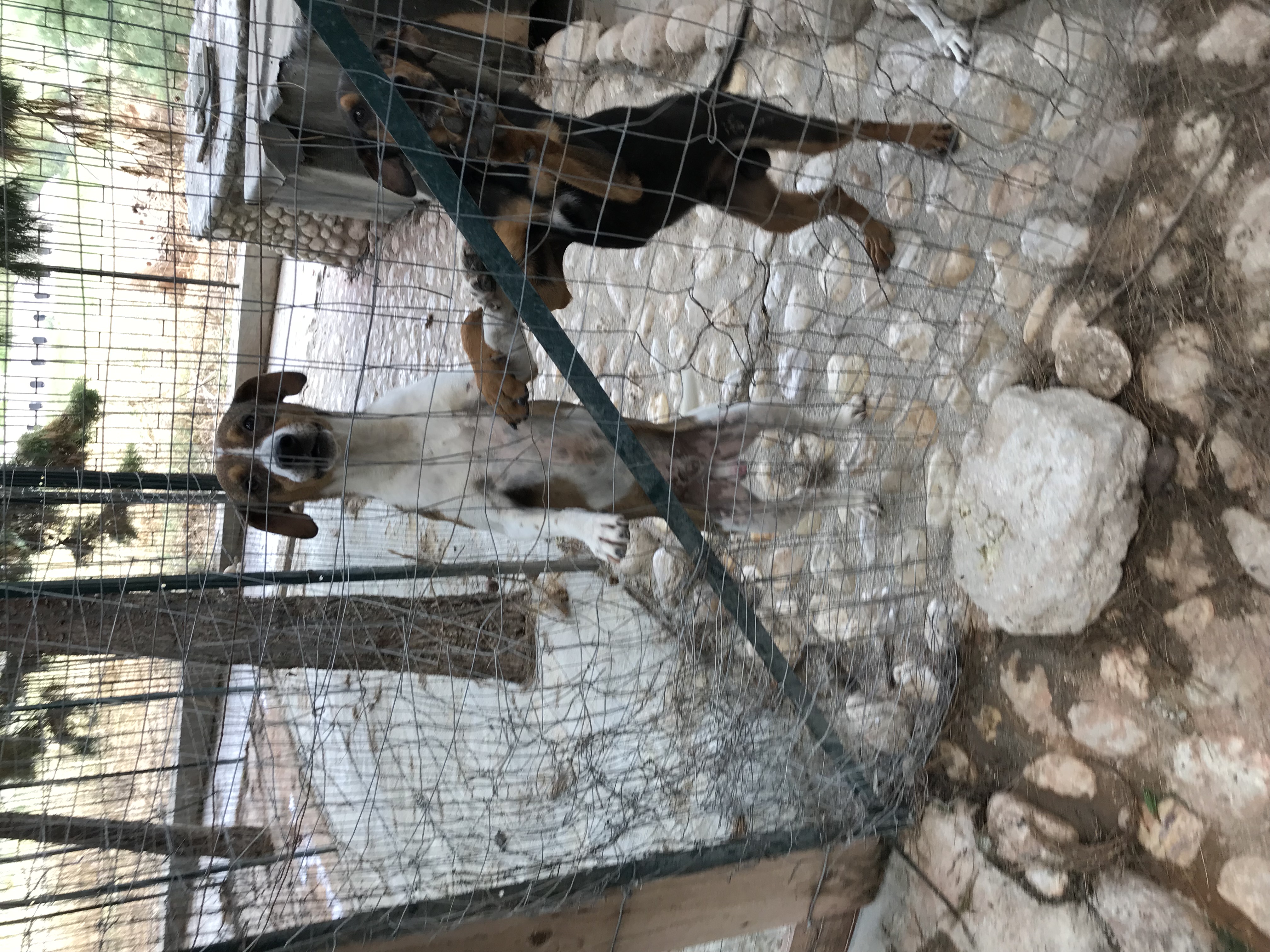 dog rescue centre UK