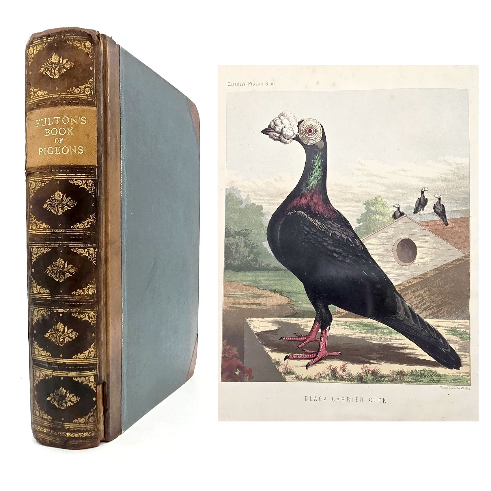 EA 1880: Fulton - The Illustrated Book of Pigeons